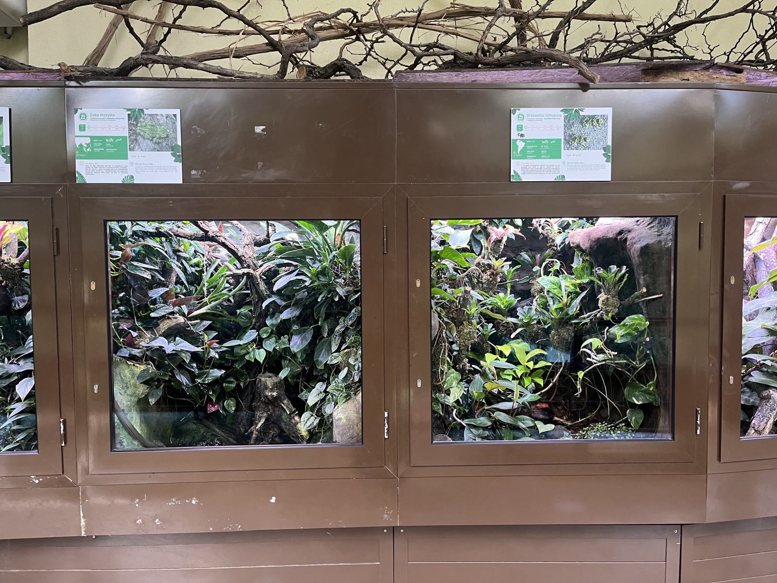 Herpetarium warszawskiego ZOO — gabloty z laminowanym szkłem antyrefleksyjnym Pilkington OptiView Ultra Protect